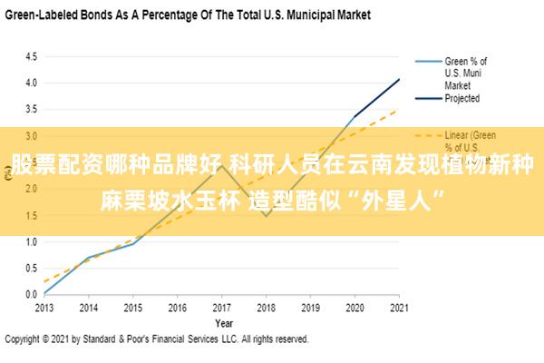 股票配资哪种品牌好 科研人员在云南发现植物新种麻栗坡水玉杯 造型酷似“外星人”